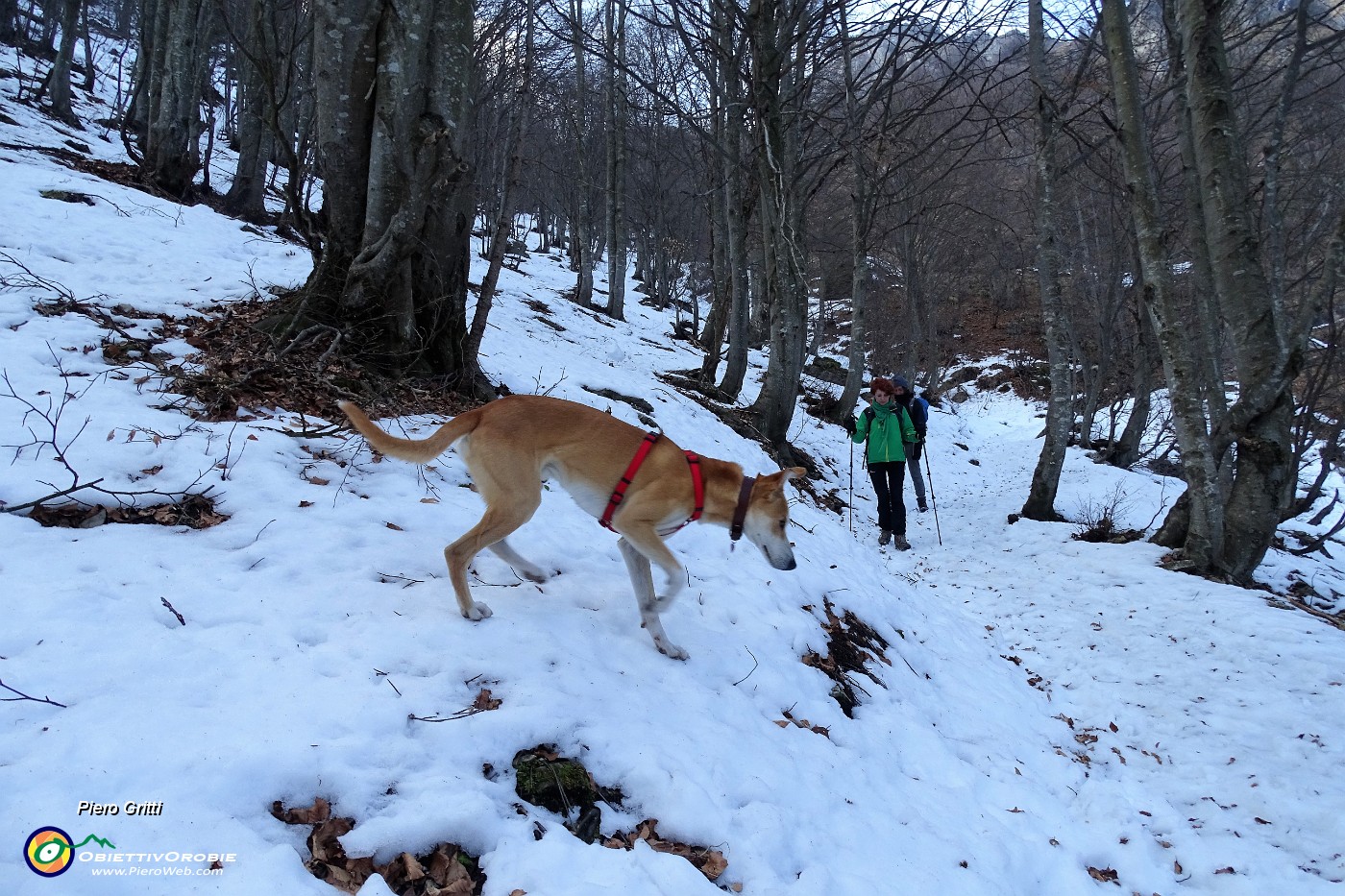 92 Rientro su sentiero e bosco innevato.JPG